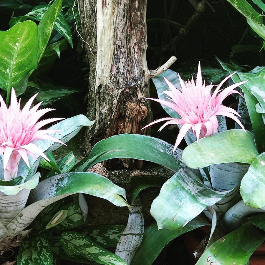 Recanto Toca Das Plantas De Ilhabela II المظهر الخارجي الصورة
