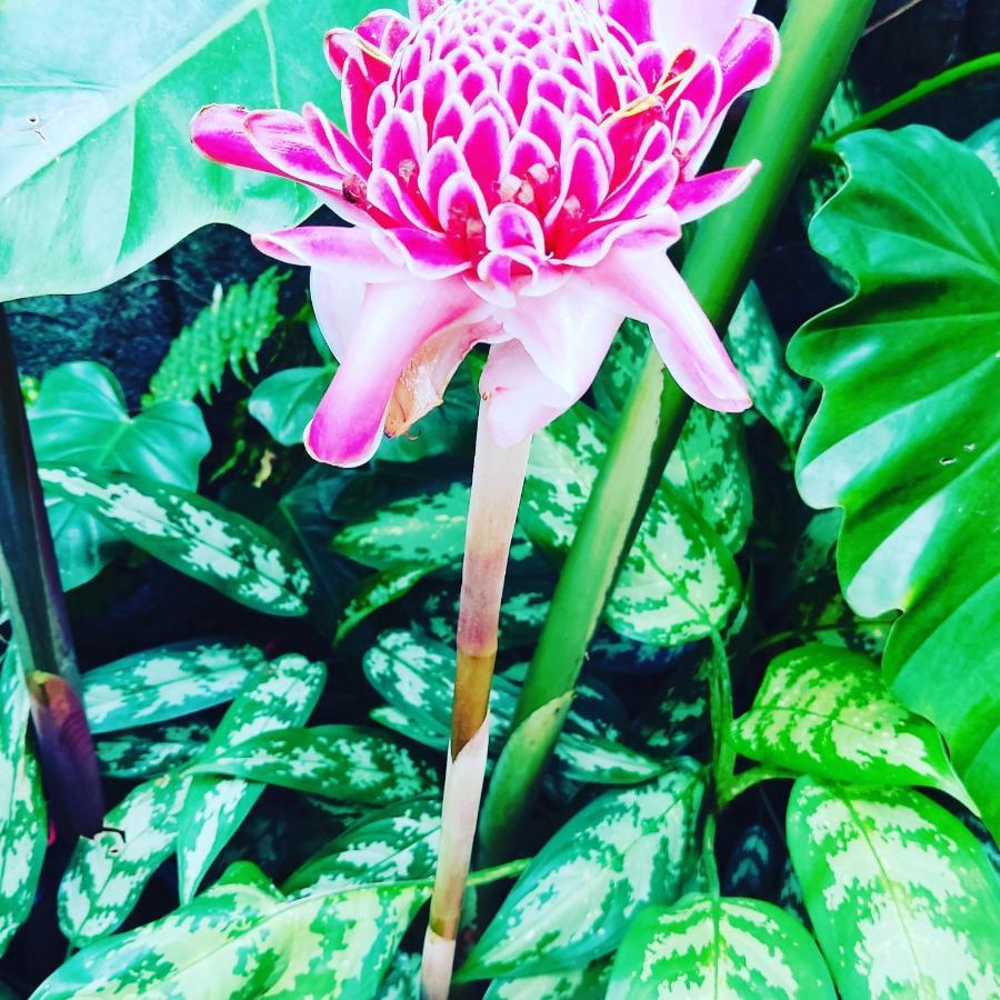 Recanto Toca Das Plantas De Ilhabela II المظهر الخارجي الصورة