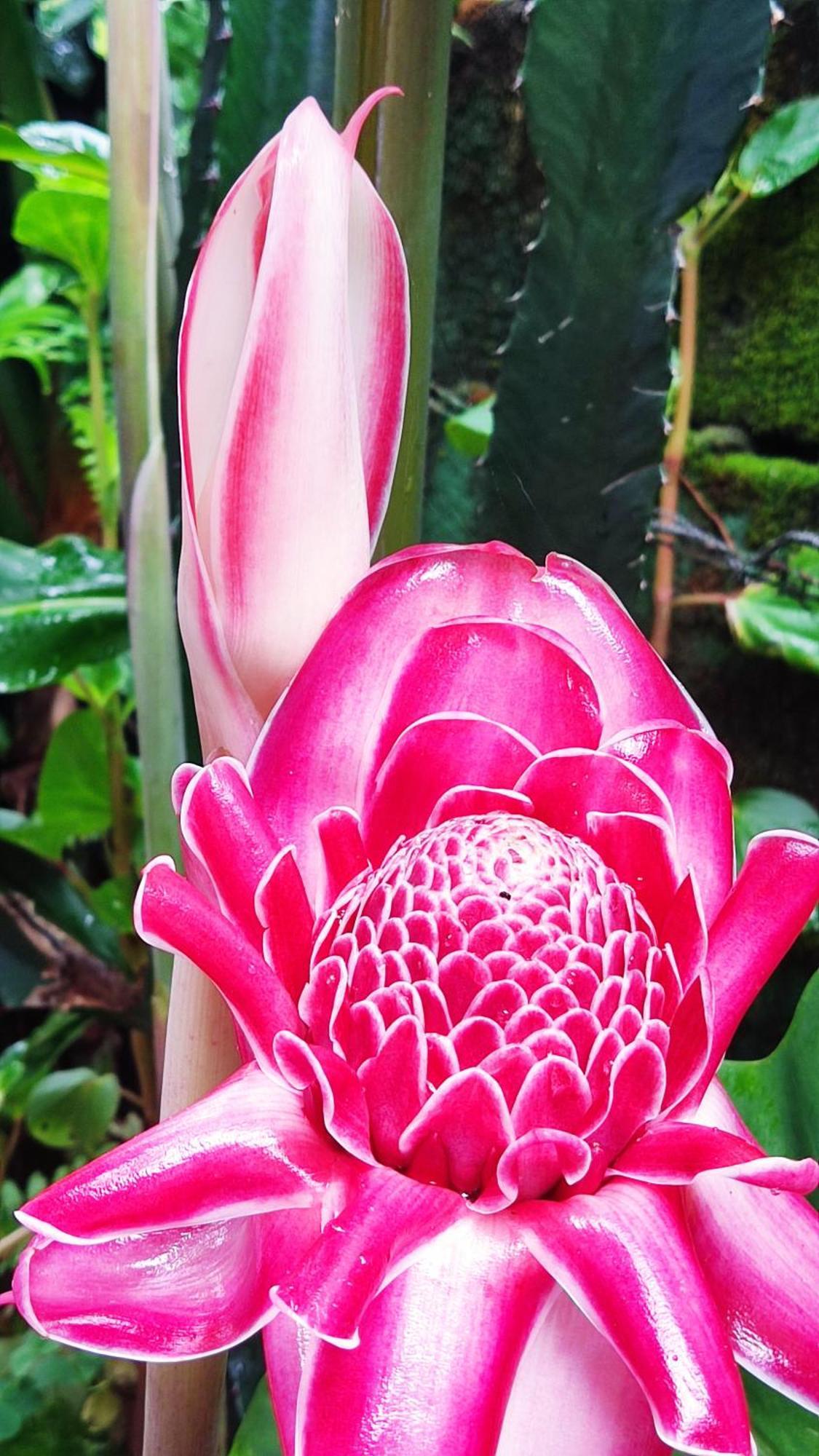 Recanto Toca Das Plantas De Ilhabela II المظهر الخارجي الصورة