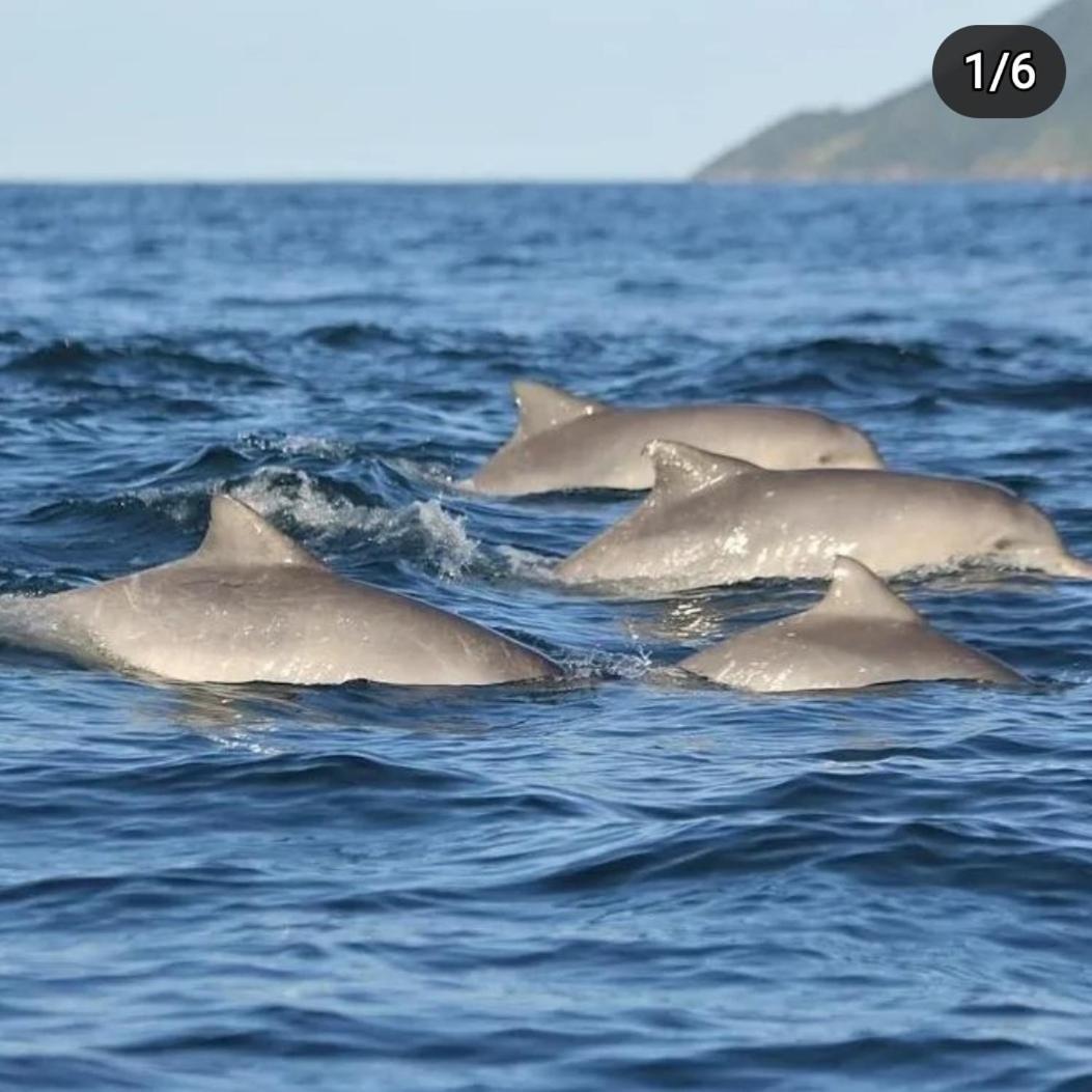 Recanto Toca Das Plantas De Ilhabela II المظهر الخارجي الصورة